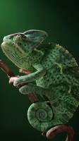 descargar wallpaper de animales